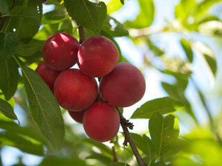 A few ripe cherry plum berries on a branch, close-up.