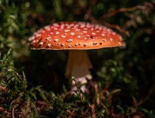 Amanita mushroom