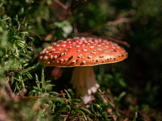 Amanita mushroom