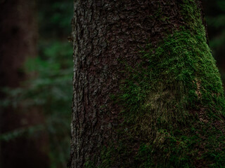 Moss-covered tree trunk