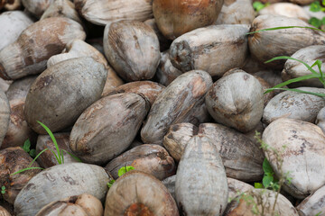 Dried whole coconut with husk shell and the core	
