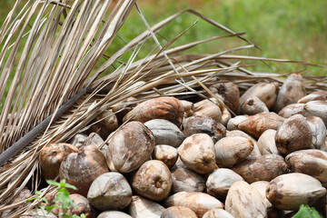 Dried whole coconut with husk shell and the core