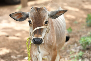 portrait of a Indian country calf	
