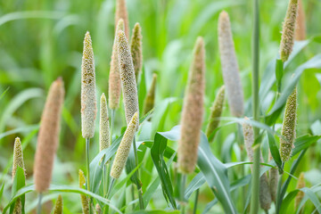 Pearl millets in Indian field	
