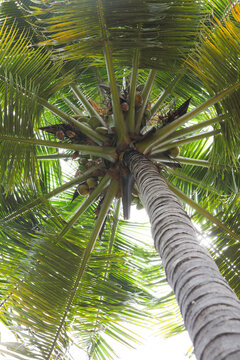 Fresh coconut tree in garden
