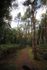 Tall Green Woodand Forest Path Background