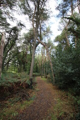 Naklejka na ściany i meble Tall Green Woodand Forest Path Background