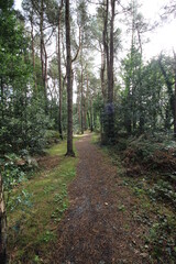 Tall Green Woodand Forest Path Background