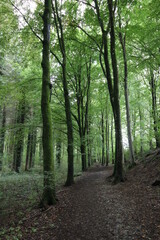 Tall Green Woodand Forest Path Background