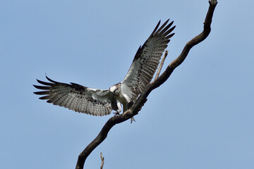 Osprey Lunch