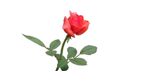 red rose isolated on white