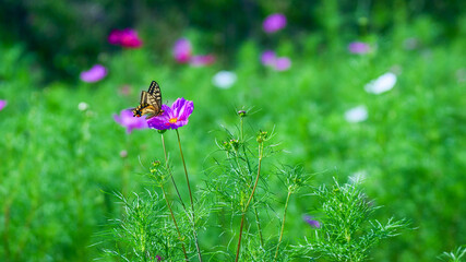 キアゲハとコスモス畑