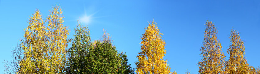 Birch trees in yellow leaves in the park, forest against the blue sky.Autumn landscape, panoramic view