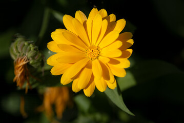 Gelbe Blume/Blüte im Garten