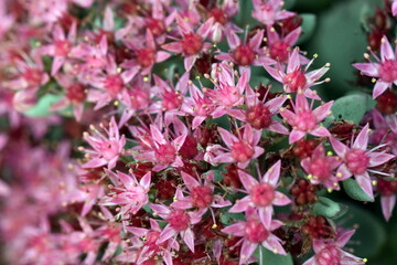 Rosa Blüten einer englischen Fetthenne