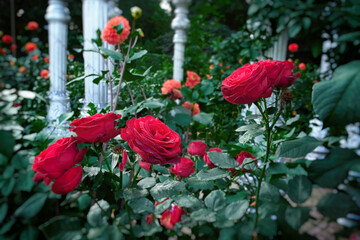 Red roses in landscape design and decorative garden