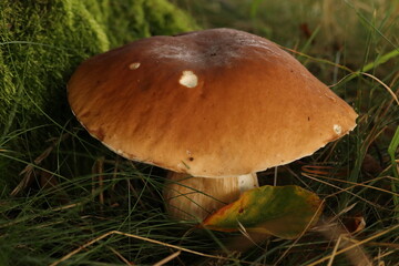 Boletus edulis, boletus in the grass with a leaf