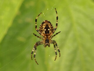 
Araneus. Big spider on a cobweb