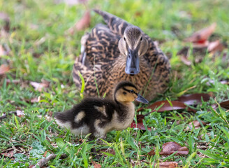 Mallard mother duck and duckling