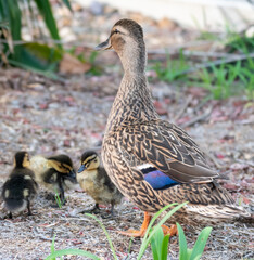 Mallard mother duck and ducklings