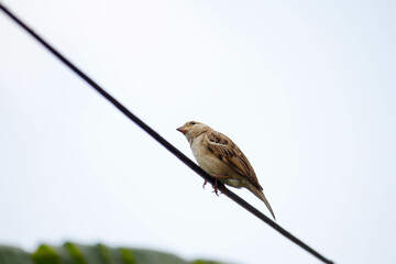 bird on a branch