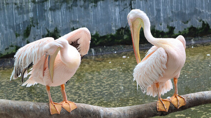 Pelican, white pelican, water bird, pink, large beak, spring dress