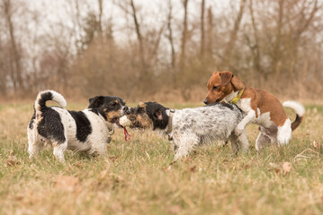A group of dogs is playing with a ball in a meadow in autumn- a pack of Jack Russell Terriers