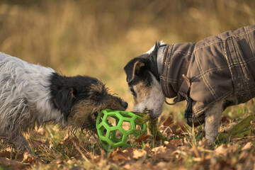 two cute small funny dirty jack russell terrier dogs are playing together on a meadow in autumn...