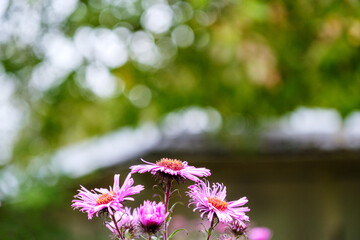 Beautiful purple chrysanthemum flowers on a blurred background. Close-up. Selective focus. Space...