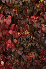 Colourful red and orange autumn fall leaves background. Seasonal outdoor autumn fall leaves texture