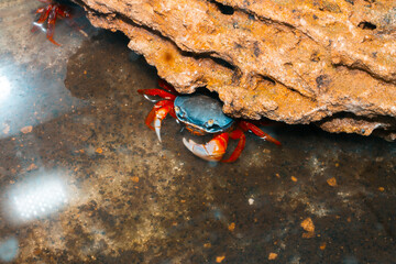 a real live rainbow crab in an aquarium in the water near a stone grotto © Нина Дроздова