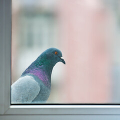 Curious fat pigeon dove looking at window