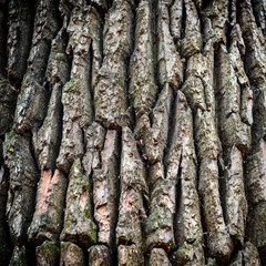 Oak bark can be used for nature background