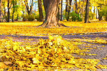 Cleaning in the park - heap of autumn yellow leaves on ground
