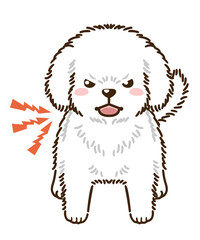 威嚇するトイプードル（白）