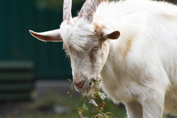Goat in nature. The goat grazes in the corral. She eats grass.