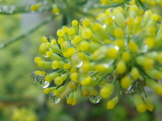 フェンネルの花についた水滴