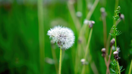 dandelion among the grass in the garden