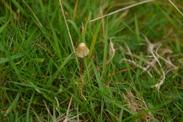 liberty caps also known as magic mushrooms growing in the wild
