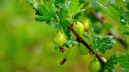 gooseberry berries on a branch in the garden
