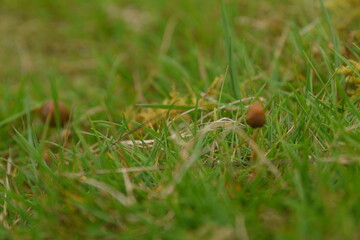 liberty caps also known as magic mushrooms growing in the wild