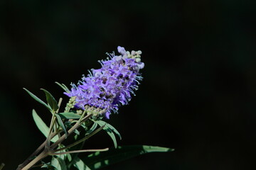 thistle flower