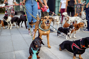 Young dog walkers walking dogs together - Powered by Adobe