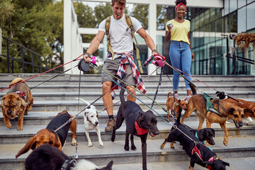 Happy young dog walker walking dogs