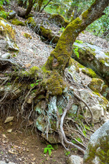 roots of a tree