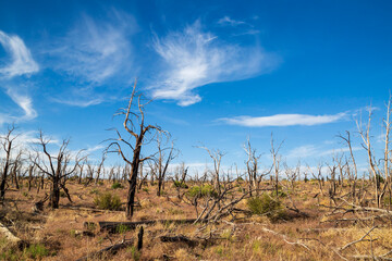 tree in the desert