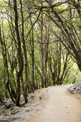 path in the forest