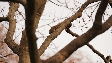 One cuite squirrel climbing on the tree in the park