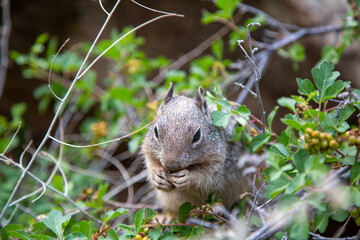 squirrel in the forest
