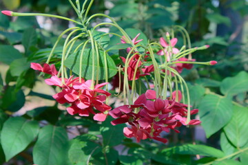 red and white flowers